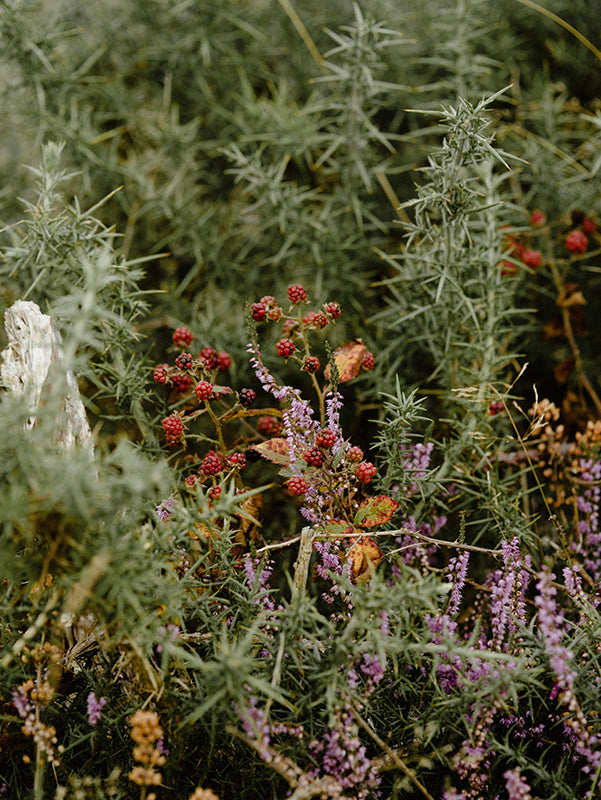 The Benefits of Herbal Medicine: A Look at Traditional Healing Practices and Modern Applications