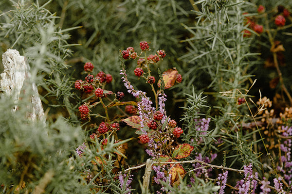 The Benefits of Herbal Medicine: A Look at Traditional Healing Practices and Modern Applications