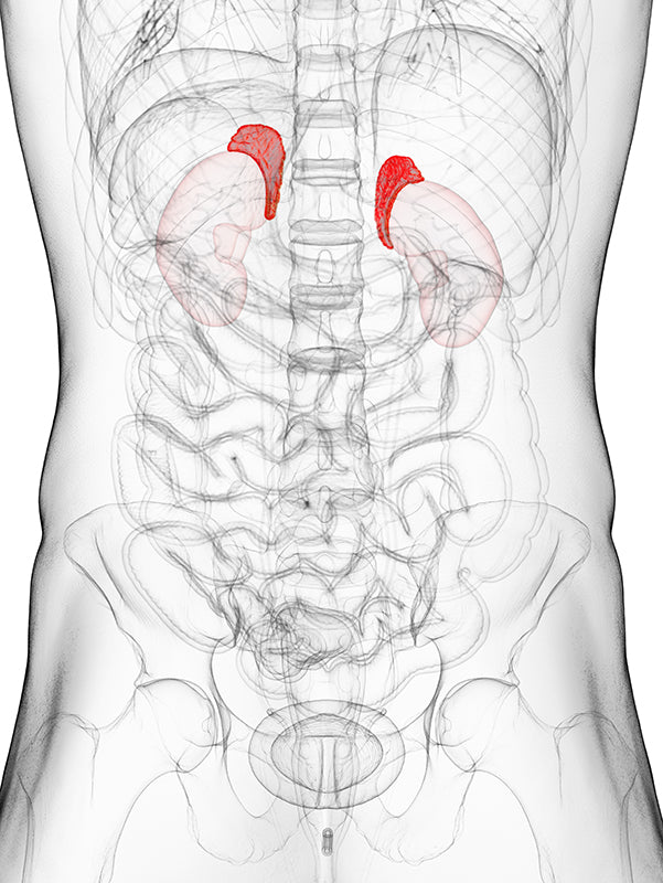 Adrenal Fatigue vs. Adrenal Insufficiency: What's the Difference and How to Tell Them Apart